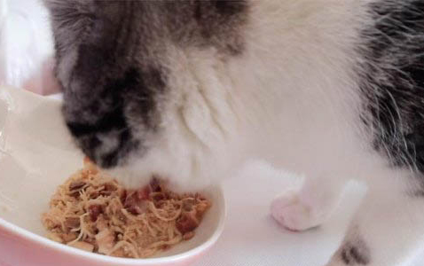 猫总是咬人