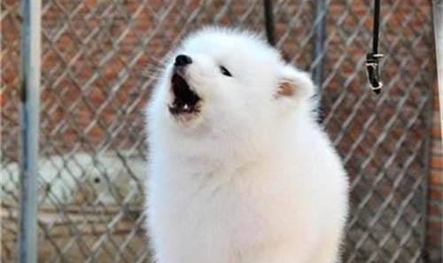 买狗狗在哪里买比较好