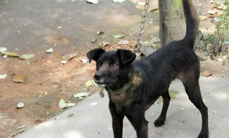蓝斑猎犬打猎怎么样