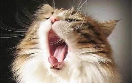 小猫得猫藓的原因及处理方法