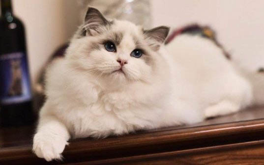 猫咪为什么会吐未消化的猫粮？