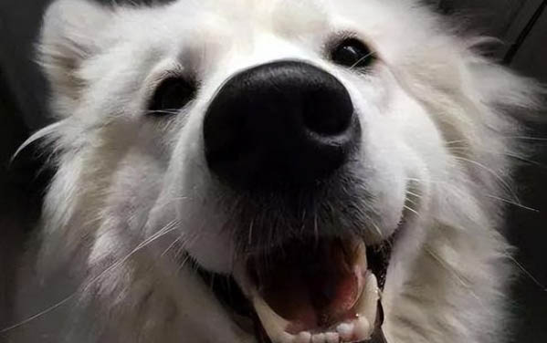 为什么狗狗突然不吃苹果啊