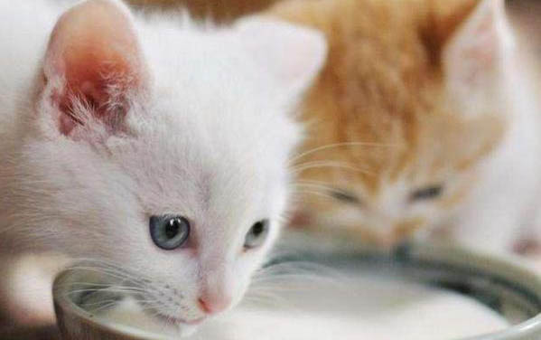 猫咪一胎能生几只小猫呀