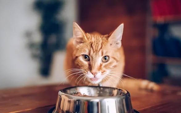猫咪叫声沙哑
