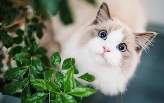 布偶猫源自哪个国家？