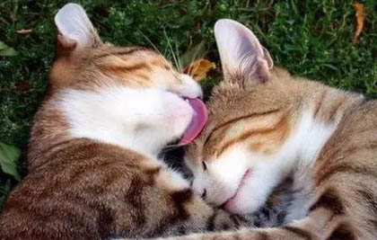 怎么让猫咪记住自己的名字呢?