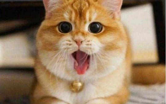 2个月的小猫怕冷吗