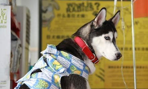 狗狗可以吃红枣吗