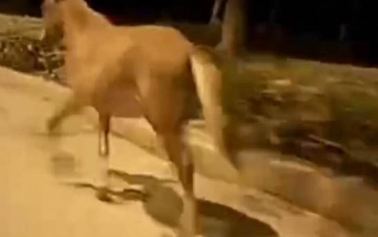 狼狗和藏獒哪个厉害 藏獒的克星