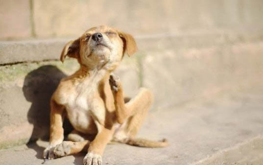 狗狗打狂犬疫苗多少钱
