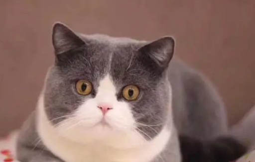猫咪怎么咳嗽