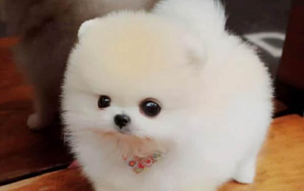 幼犬肚子一抽一抽的是什么情况