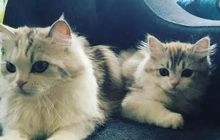 猫发怒的声音