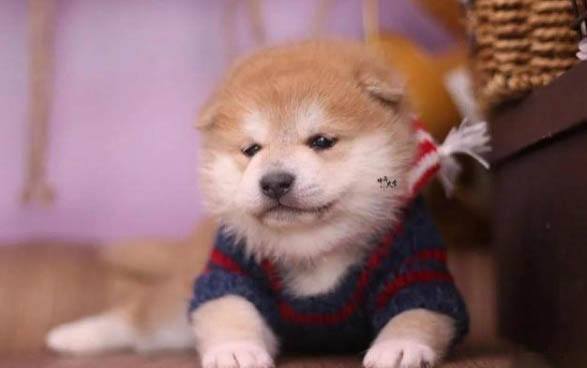 日本柴犬不能吃什么食物