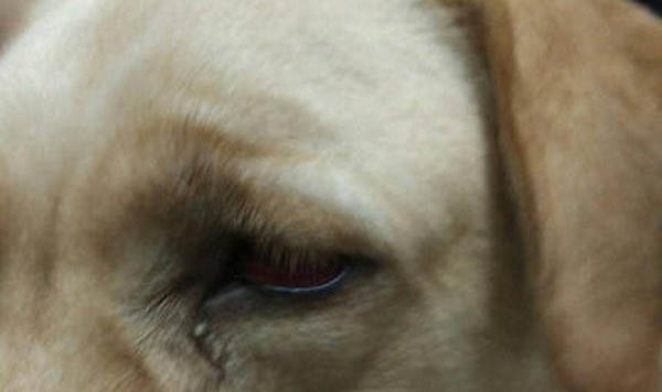 狗狗冠状病毒引发胰腺炎能不能治好