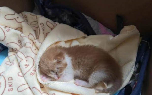 小猫会发烧感冒吗
