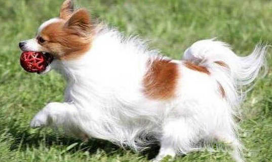 蝴蝶犬鼻子出血的原因及处理方法