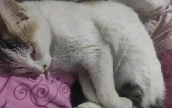 治疗猫癣的口服药