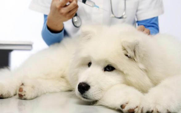 狗狗项圈和肩背带哪个好