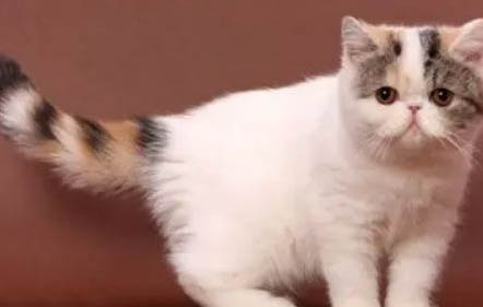 猫咪伤口发炎了怎么办