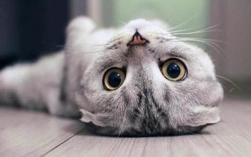 猫咪发烧，吐白沫该怎么办呢