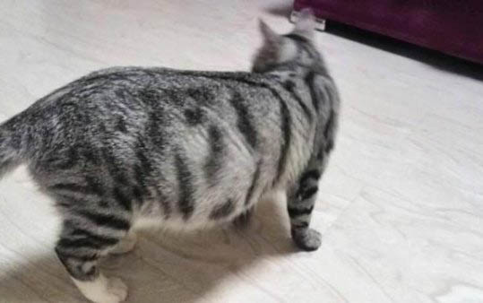 猫咪托运一般需要多少钱