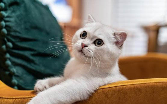 加州闪亮猫舌头紫色的原因及处理方法