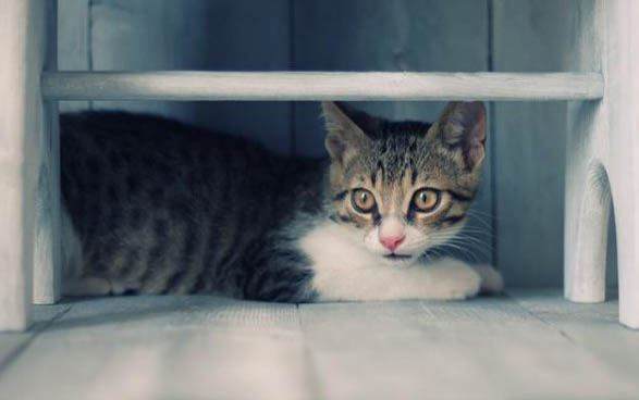 猫咪知道自己是猫吗为什么