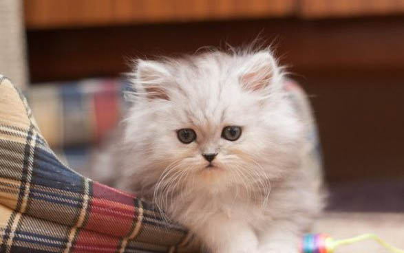 猫咪怀孕可以驱虫吗