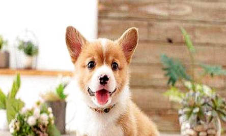 柯基是小型犬还是中型犬?
