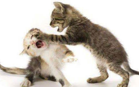 猫咪怀孕吃什么补充营养