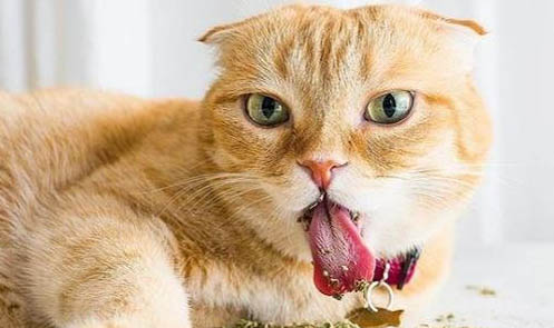 猫咪得猫藓的原因有哪些
