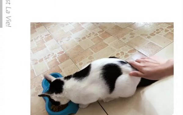 猫咪输液时的注意事项