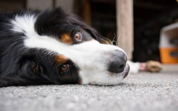 孕期狗狗可以体内驱虫吗