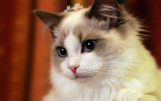 猫耳朵流脓是得了猫瘟吗为什么