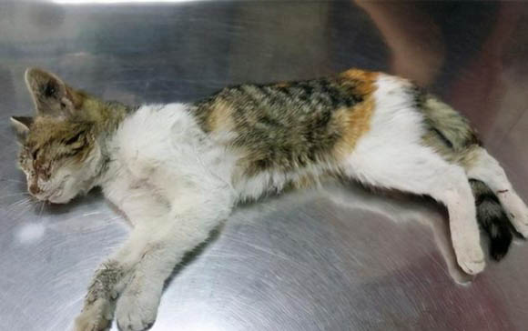 猫咪打完疫苗后多久可以绝育?