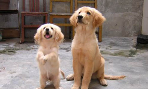 金毛犬多少钱一