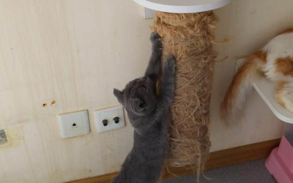 猫咪两天不吃东西呕吐的原因及处理方法