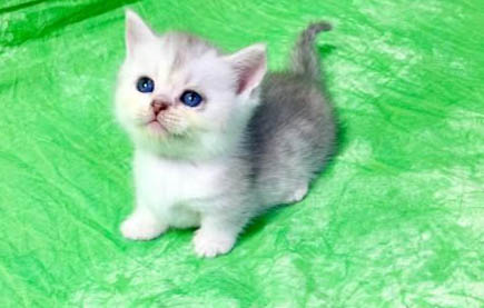 请问猫咪呕吐的原因及处理方法?