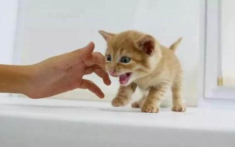 小猫猫藓一般多久能好