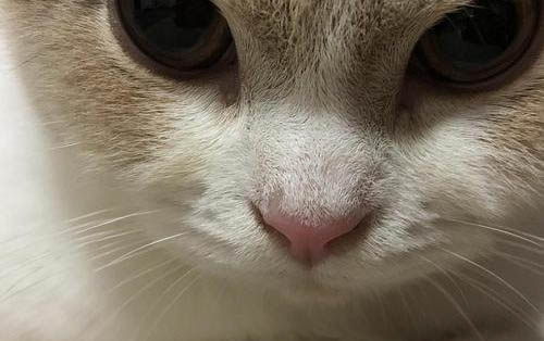 什么猫好养又可爱