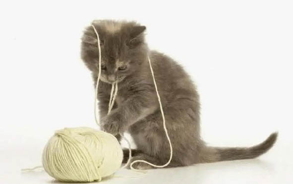 猫放屁拉肚子