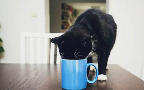 小猫咪怎么教不咬人