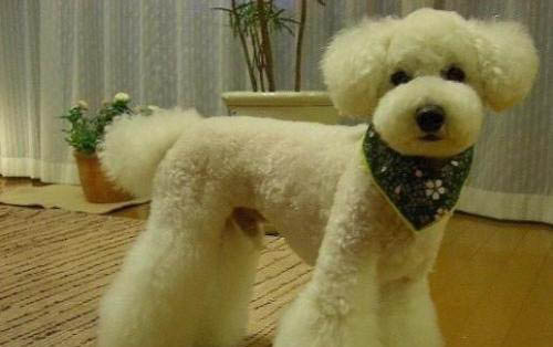 狗多大算成犬