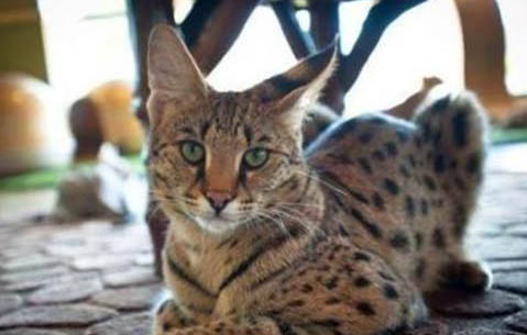 猫为什么喜欢闻脚