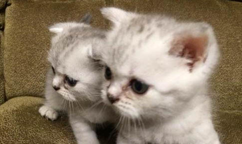 猫咪可以吃香蕉片吗
