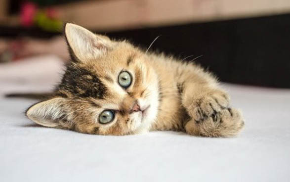 猫吃苹果么