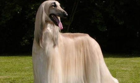什么毛的阿富汗猎犬好养