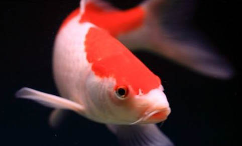 35的缸养多少孔雀鱼