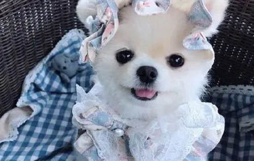 狗狗四脚朝天扭动的原因及处理方法